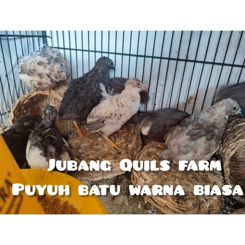Puyuh Batu Hias Warna Biasa/Random Sepasang