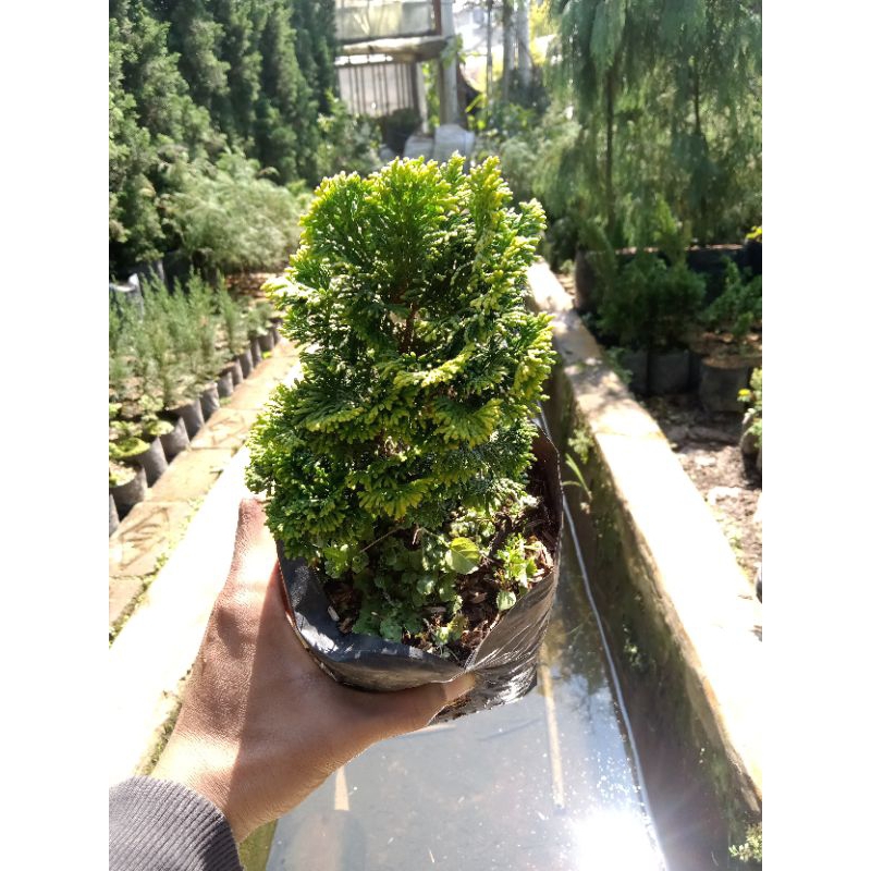 Harga Bonsai Cemara Inoki Terbaru Okt 2024 |BigGo Indonesia