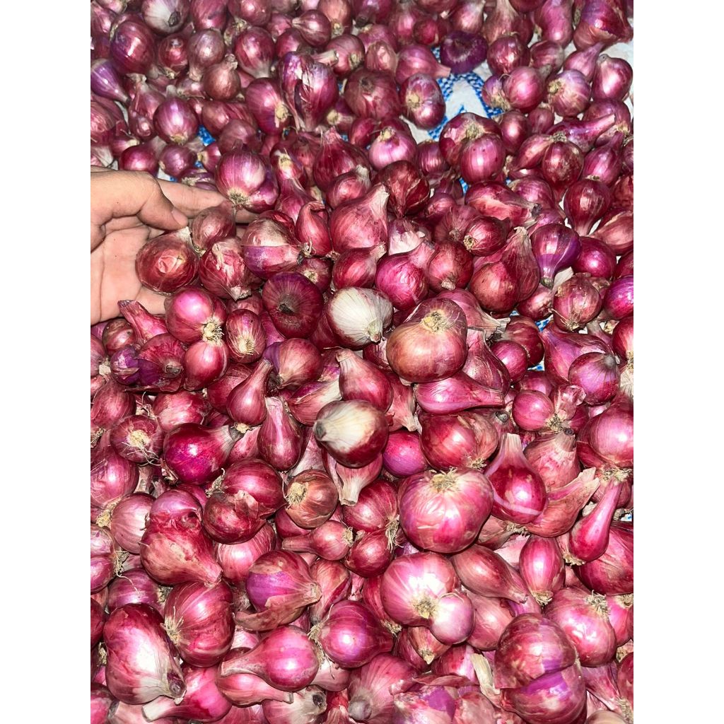 

Bawang Merah Super 1KG Fresh
