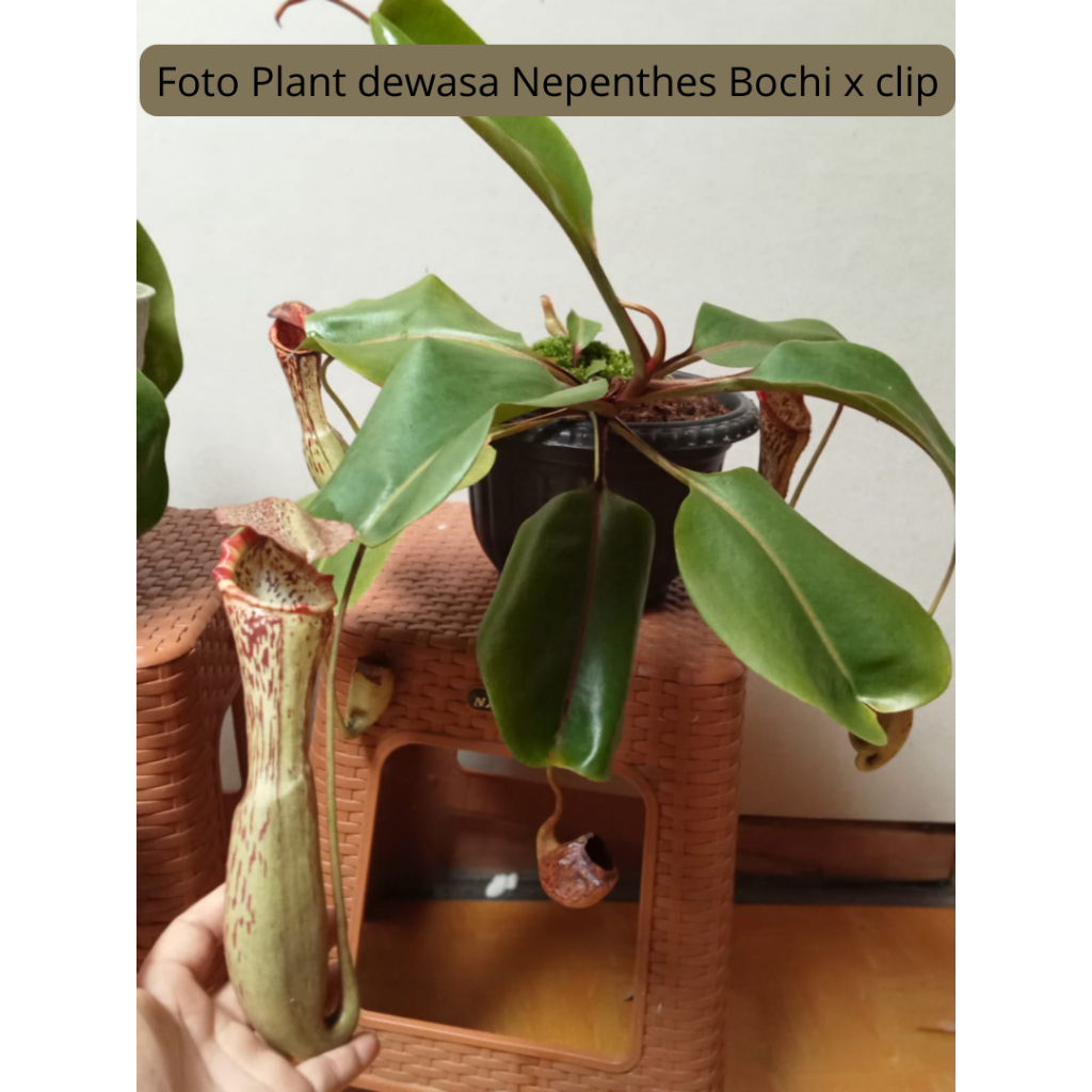 Nepenthes Boschiana x Clipeata  Kantong Semar Tanaman Carnivora