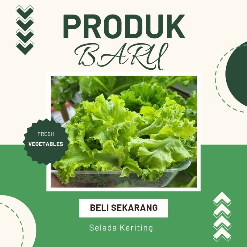 

selada keriting hidroponik 250g
