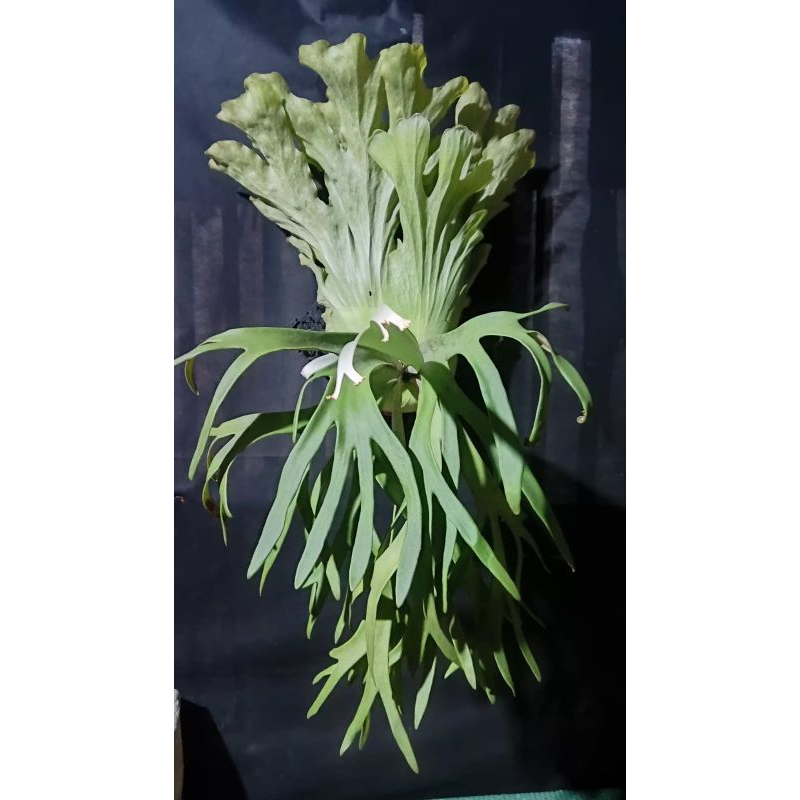 Platycerium willinckii