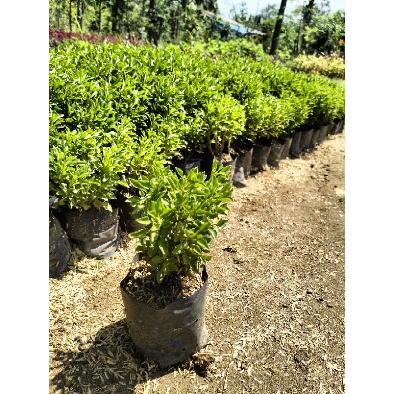 Tanaman hidup krokot hijau Krokot hijau hidup