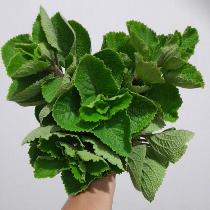

Sayur Bangun - Bangun Segar / Fresh,Dipetik Saat Akan Dikirim