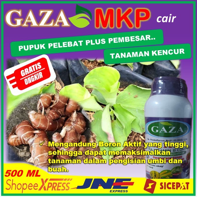 PUPUK PENYUBUR PALING BAGUS UNTUK TANAMAN KENCUR – pupuk SUPAYA TANAMAN KENCUR menjadi besar dan leb