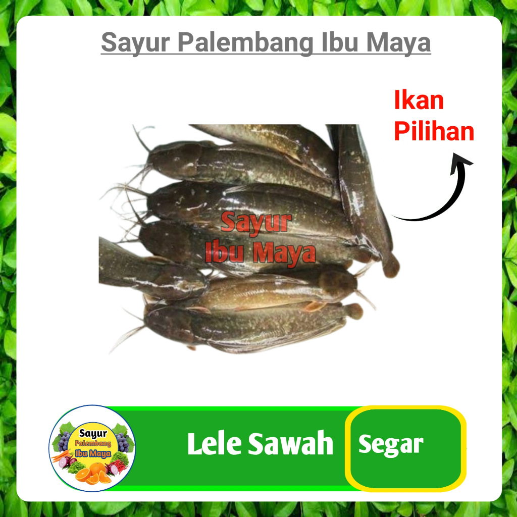 

Ikan Lele Sawah Segar - Sayur Sayuran Mayur Segar Online Palembang