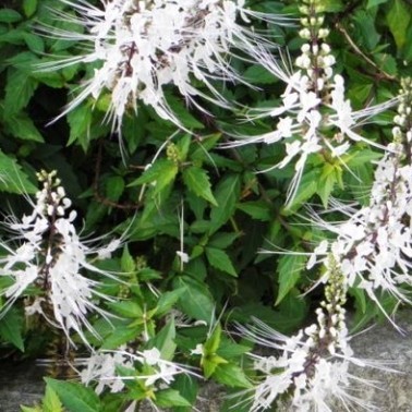 

daun kumis kucing segar herbal