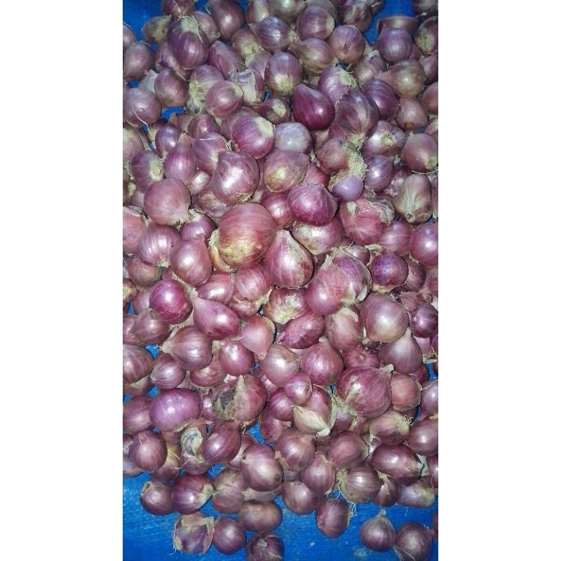 

Bawang Asli Brebes 1 kg