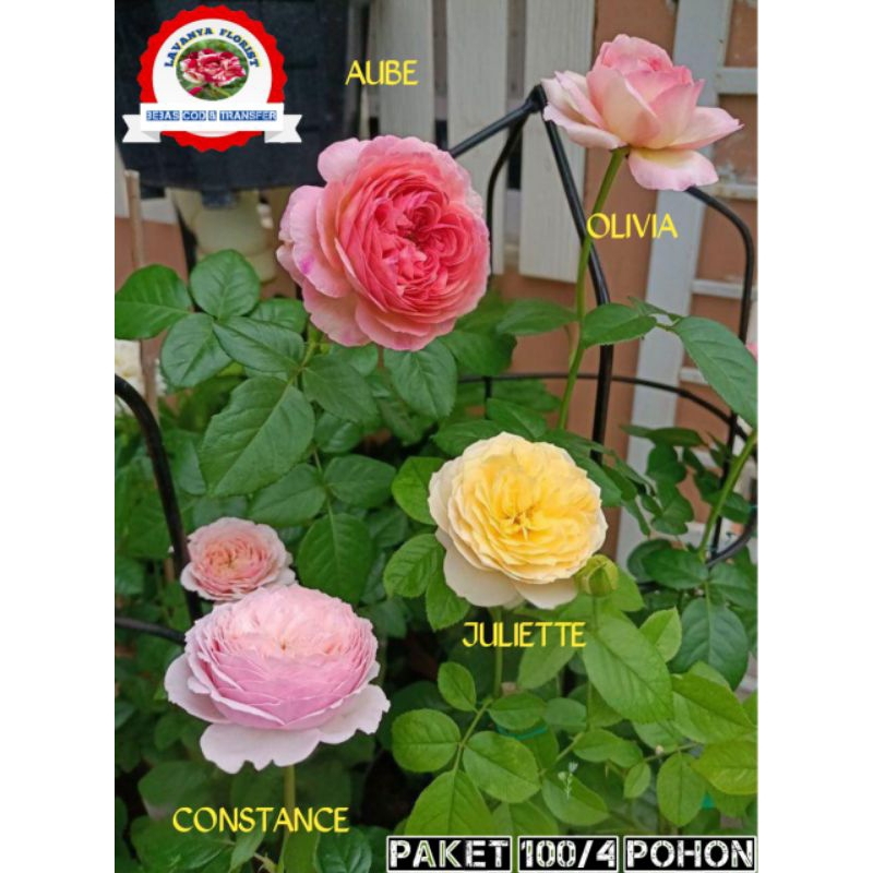 paket 4 pohon mawar import remajaan