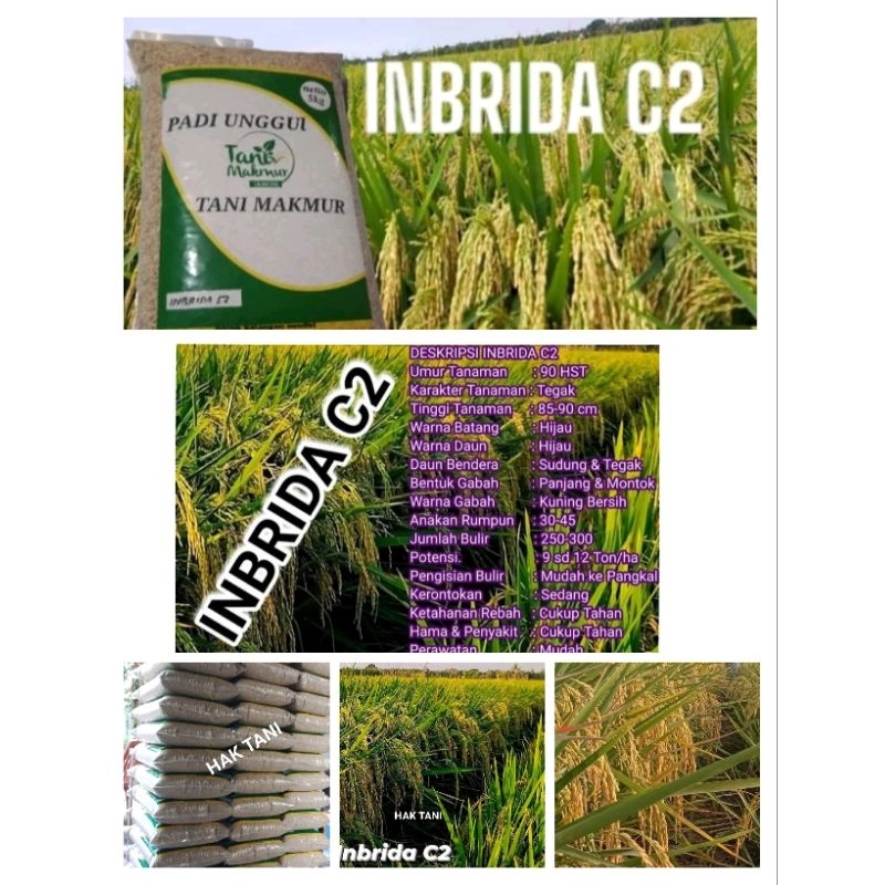 BENIH PADI INBRIDA-C2 5KG ORIGINAL