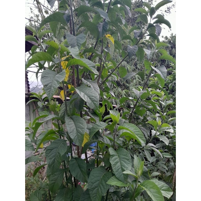 

DAUN SAMBUNG NYAWA (daun aprika) fresh 500 gram