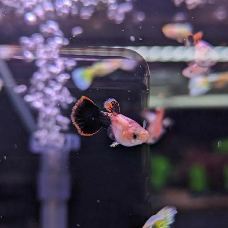 GUPPY MAGENTA SHORTBODY