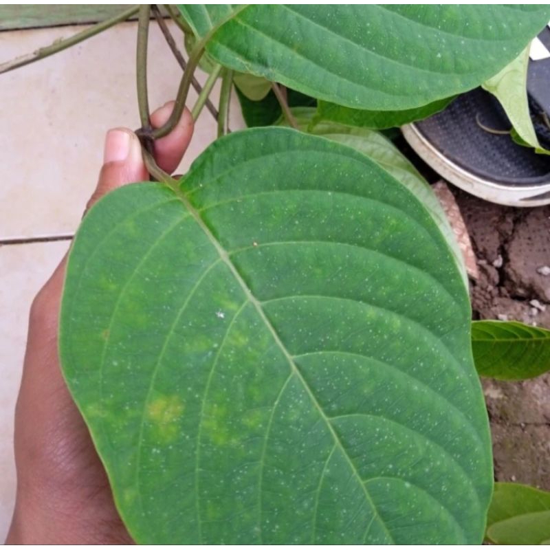 

daun kahitutan segar