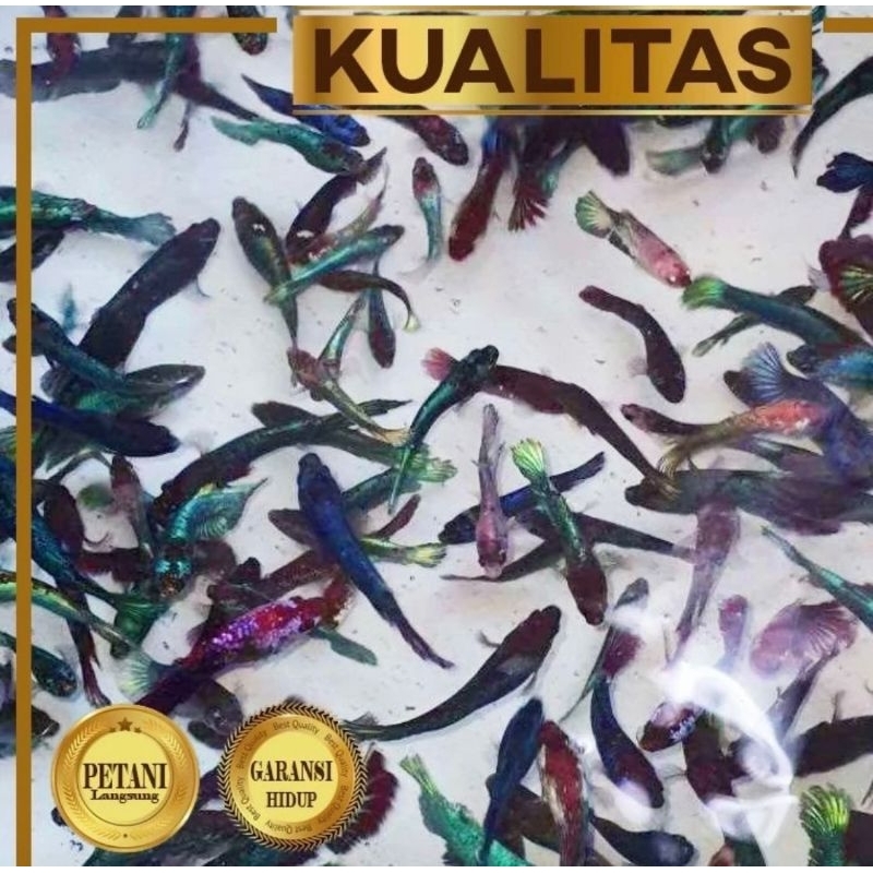 Paket Koloni (isi 10) Ekor Cupang Besgel Betina Ikan Hias Aquascape Hiasan Aquarium Tanaman Air