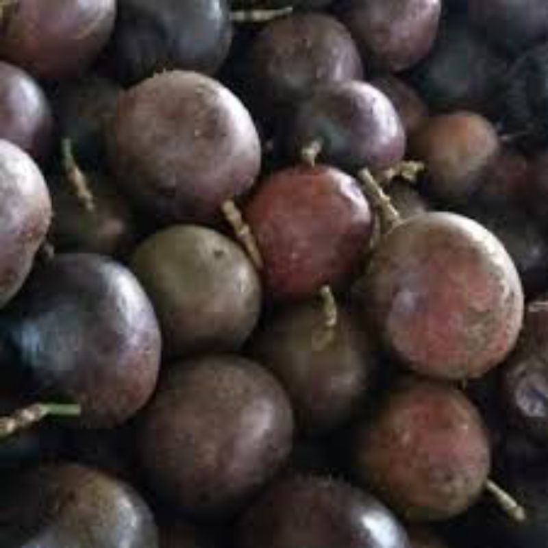 Markisa hitam berastagi 1 kg
