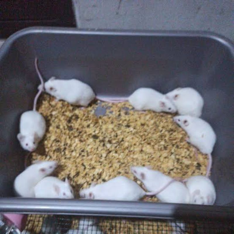 Tikus putih mencit penelitian pejantan