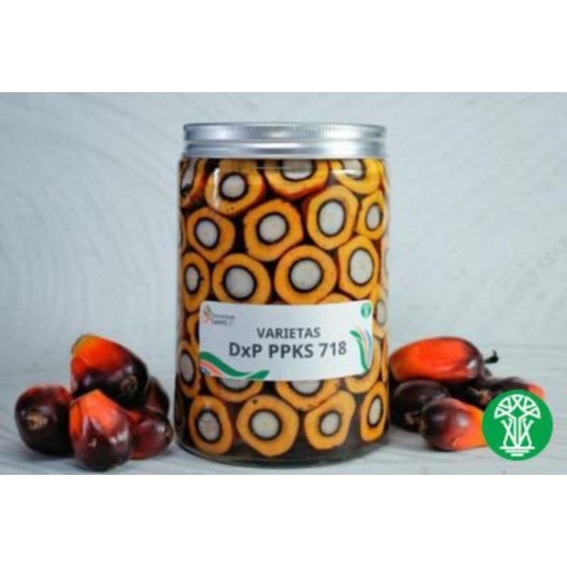 BIBIT BRNIH KECAMBAH SAWIT BIJIAN DXP PPKS 718 UNGGUL ORIGINAL