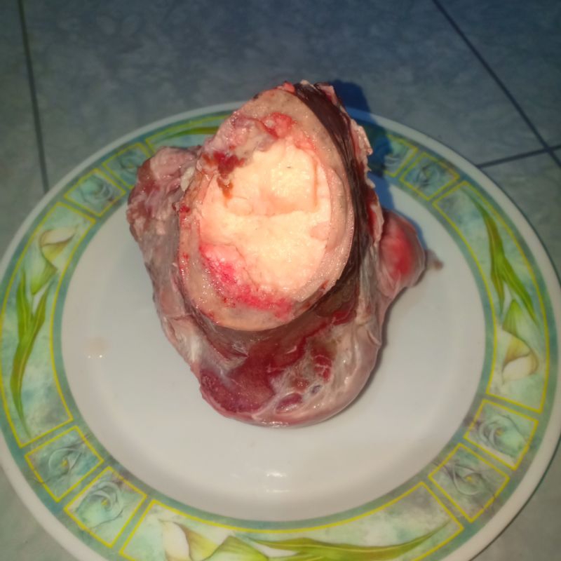 Tulang sumsum sapi