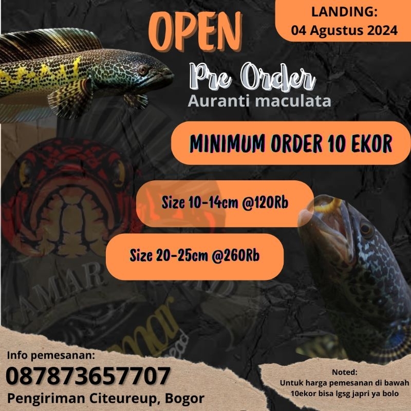 STIKER AURANTI PO 50% 10-14CM