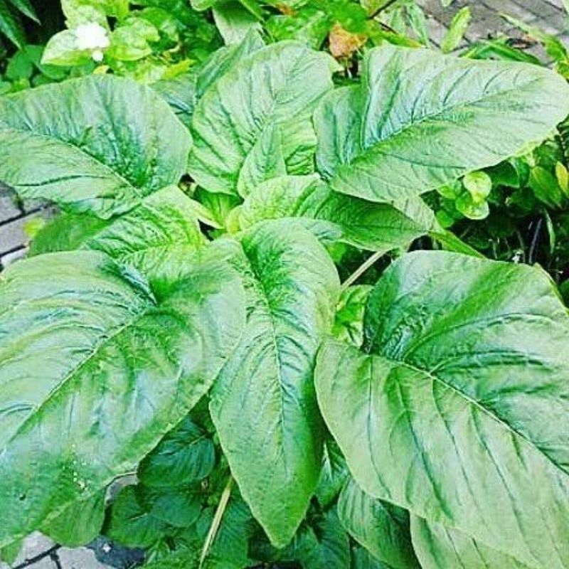 Benih Bayam Raja Lokal Bayam Petik Benua Bayam Daun Lebar Kemasan Ekonomis