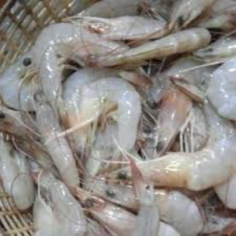 

udang peci ukuran kecil 500gram
