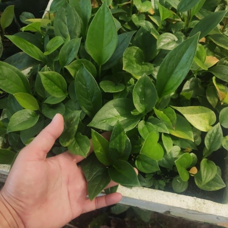 Anthurium Jemani Mangkok Anakan Remaja