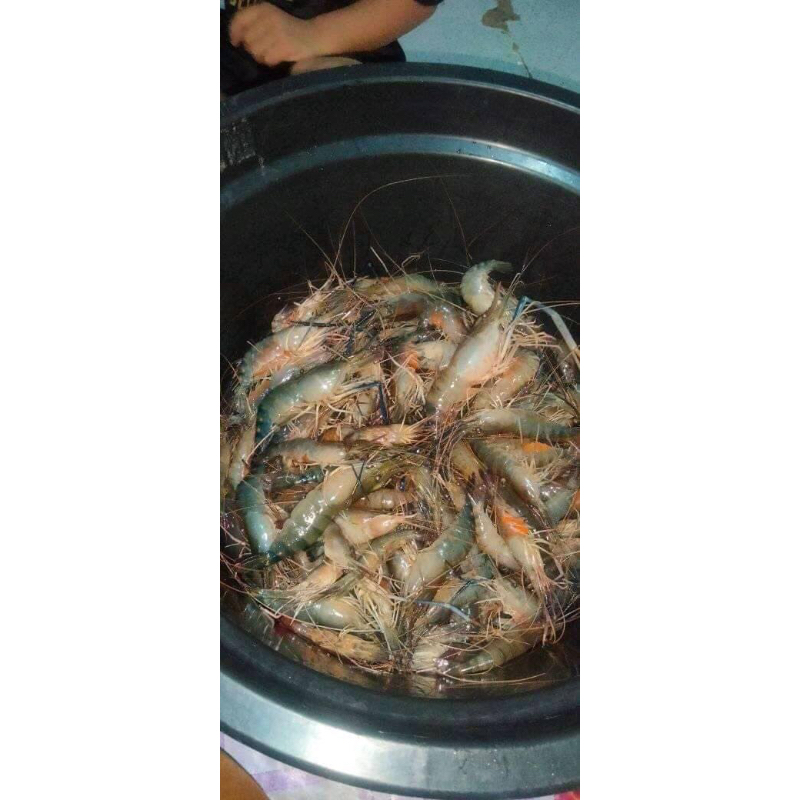 

udang