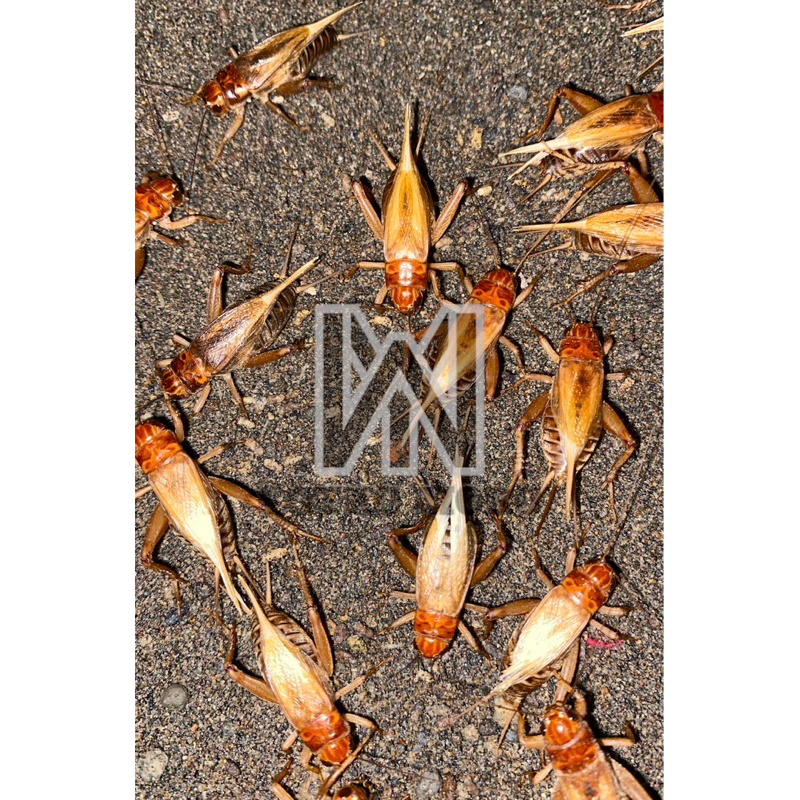 Telur Jangkrik Madu Kunyit (1Kg) Jamin Kuning