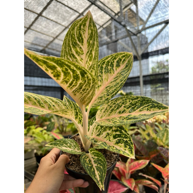 Aglaonema Widuri Putih
