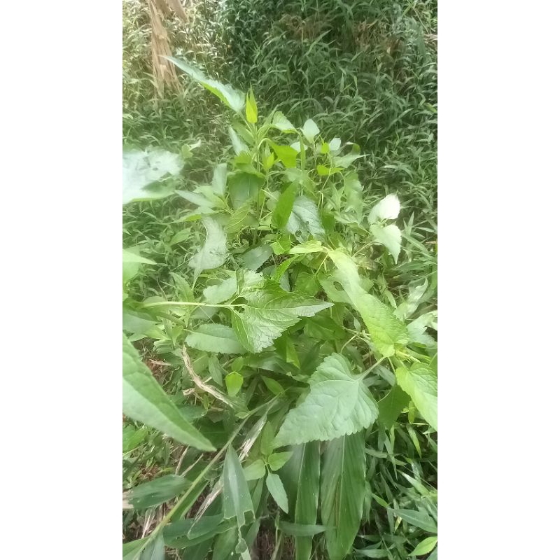 

daun kirinyuh herbal