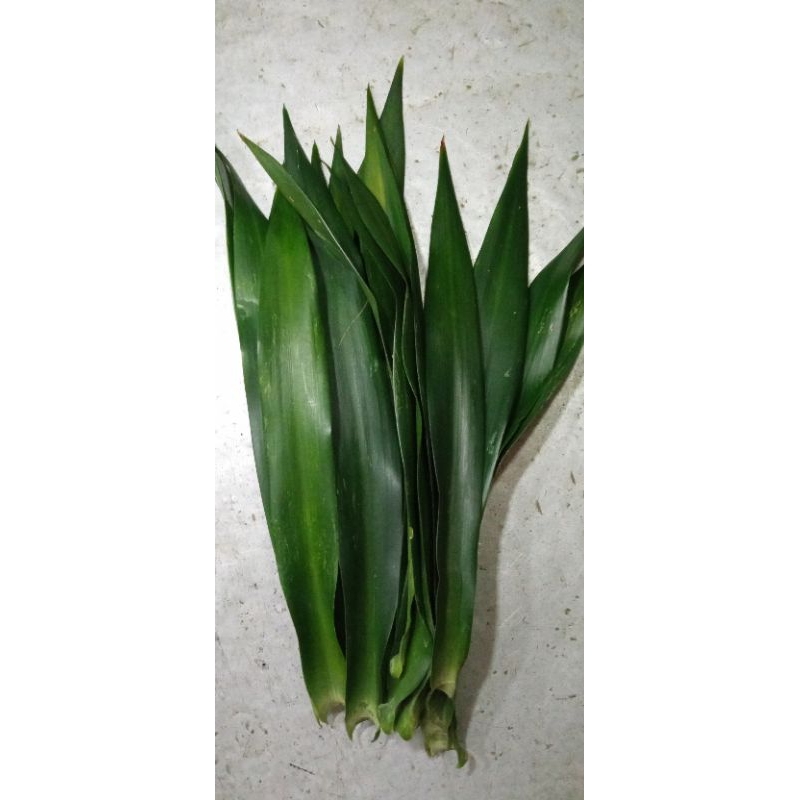 

Daun Suji Petik Dadakan 100 grm