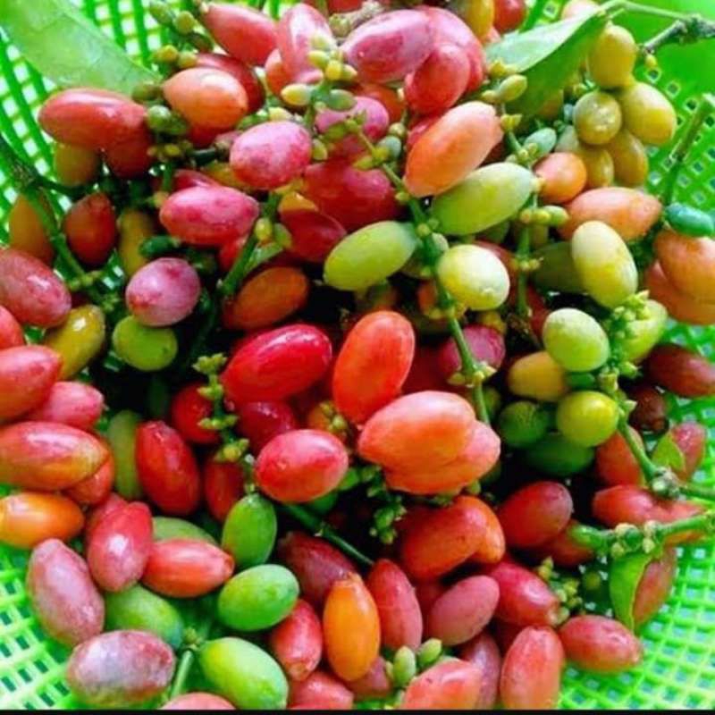 

Tangkil /meninjo segar 250g