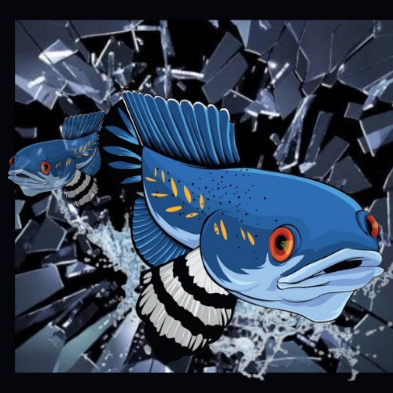 

Stiker blue pulcra