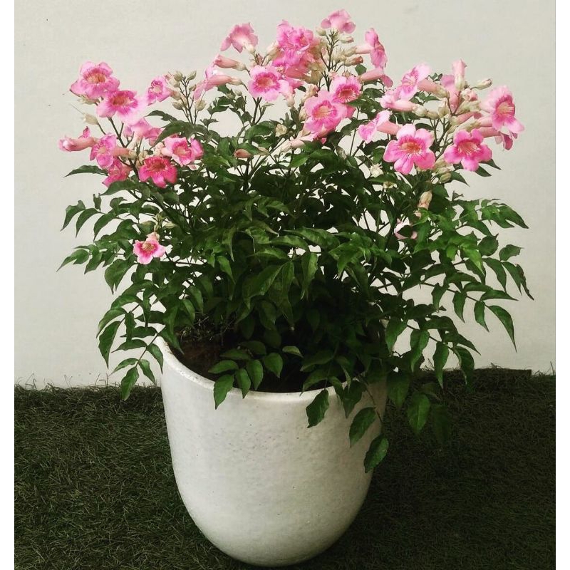 bibi bunga tecoma pink murah
