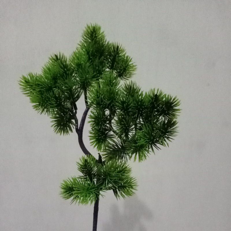 Cemara mini Cemara udang