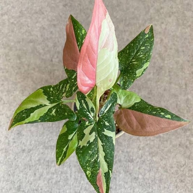 ASYIFA FLORIST - TANAMAN HIAS SYNGONIUM RED SPOT TRI COLOR