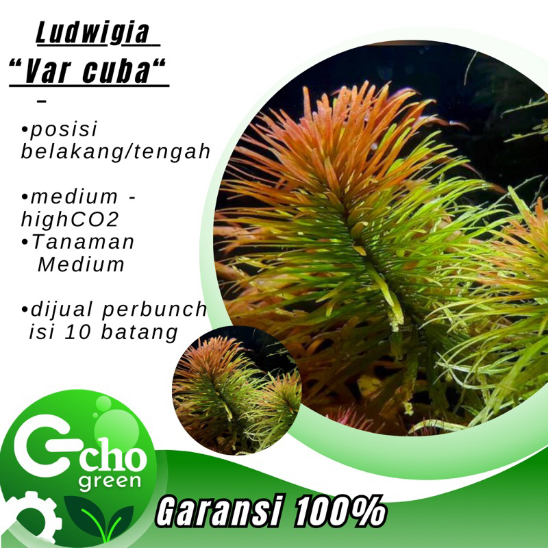 Ludwigia Inclinata Var cuba - Tanaman Aquascape Aquarium