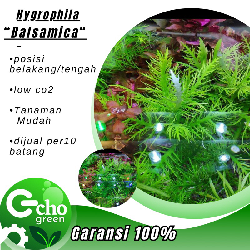 Hygrophila Balsamica - Tanaman Aquascape - Tumbuhan Aquarium