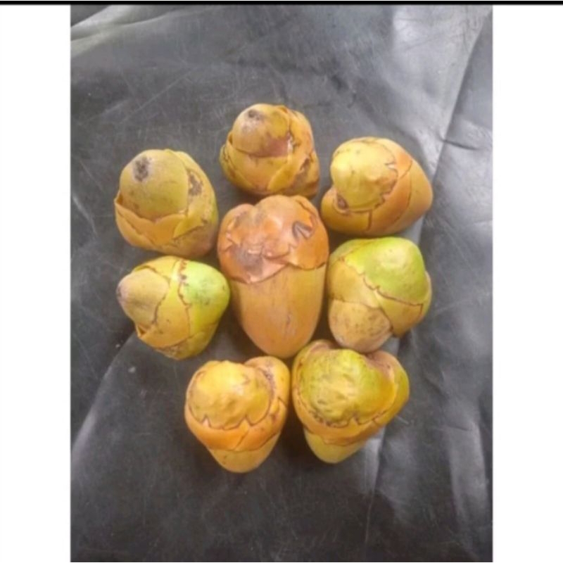 

pentil kelapa /buruluk isi 5,isi 10,isi 20