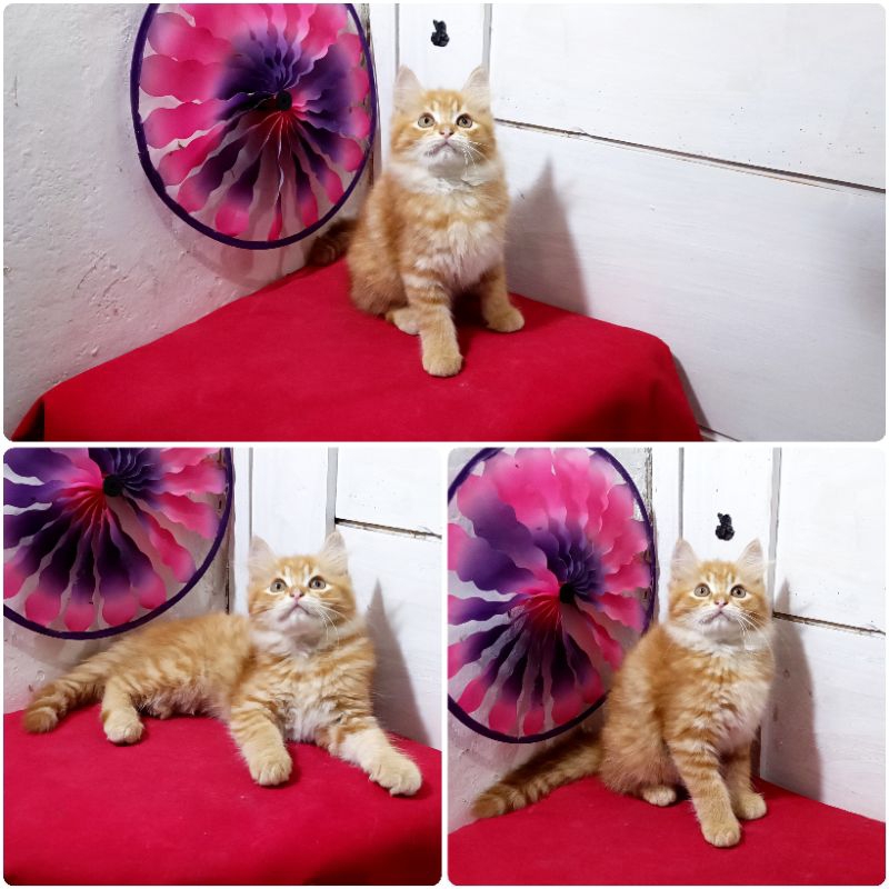 Kucing Persia Mainecoon Oren Tabby |Free Ongkirs & Keranjang