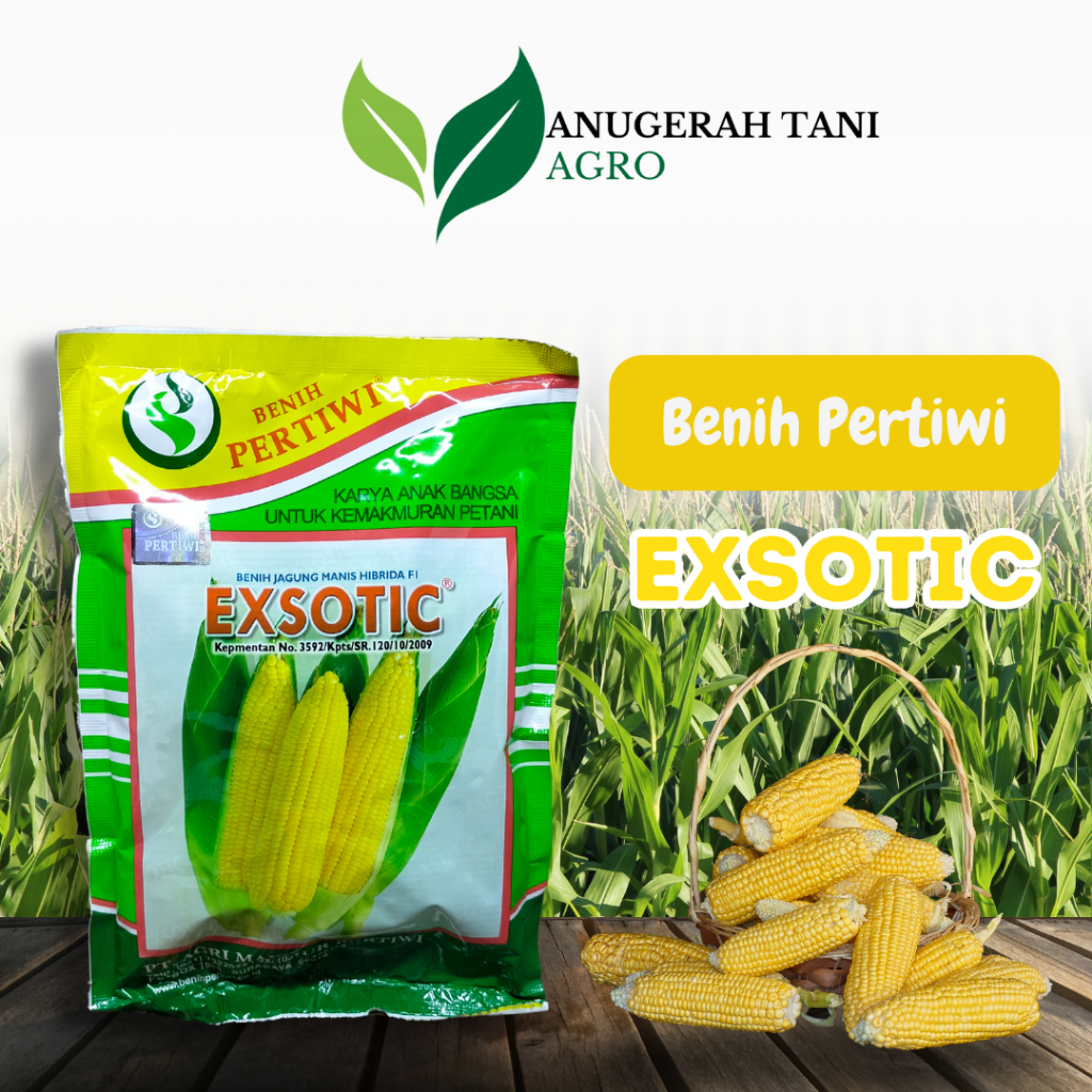 Benih Jagung Manis Exsotic Biji Original Bibit Jagung Hibrida Benih Jagung Manis Pertiwi