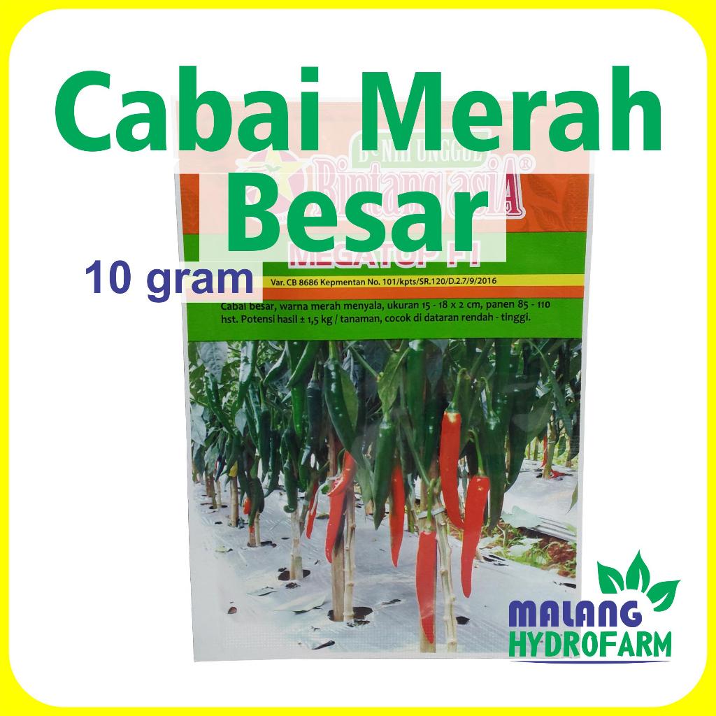 Benih Cabai Merah Besar Megatop F1 10 gram Bintang Asia dataran rendah menengah tinggi bibit biji sa