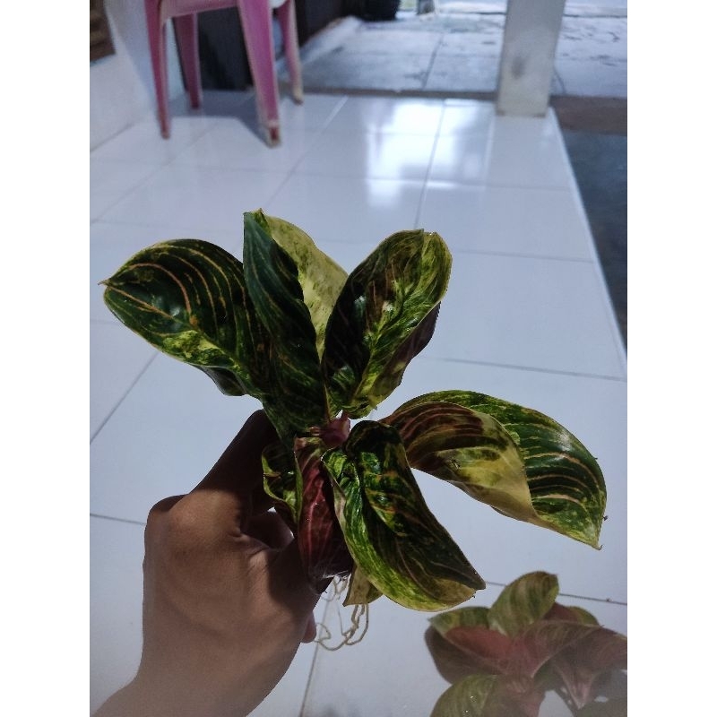 paket 2 Aglonema tanian lokal krisna compacta dan mutiara alba