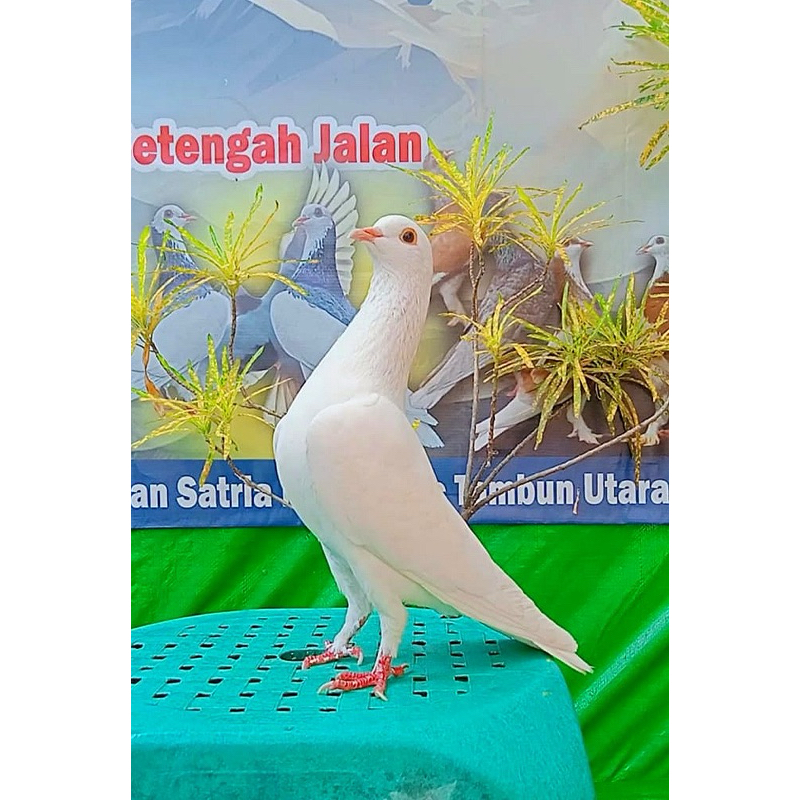 

merpati putih