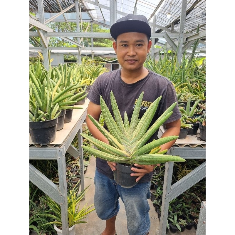 Sansevieria Boncel Variegata / Lidah mertua