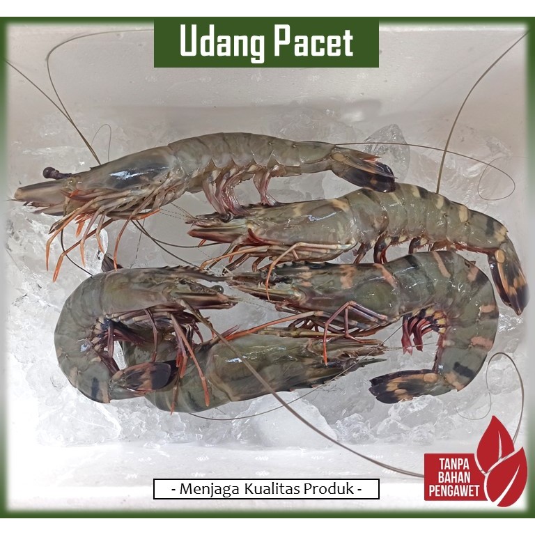 

Udang Pacet/Windu Fresh | Ukuran 12-35 Ekor/kg