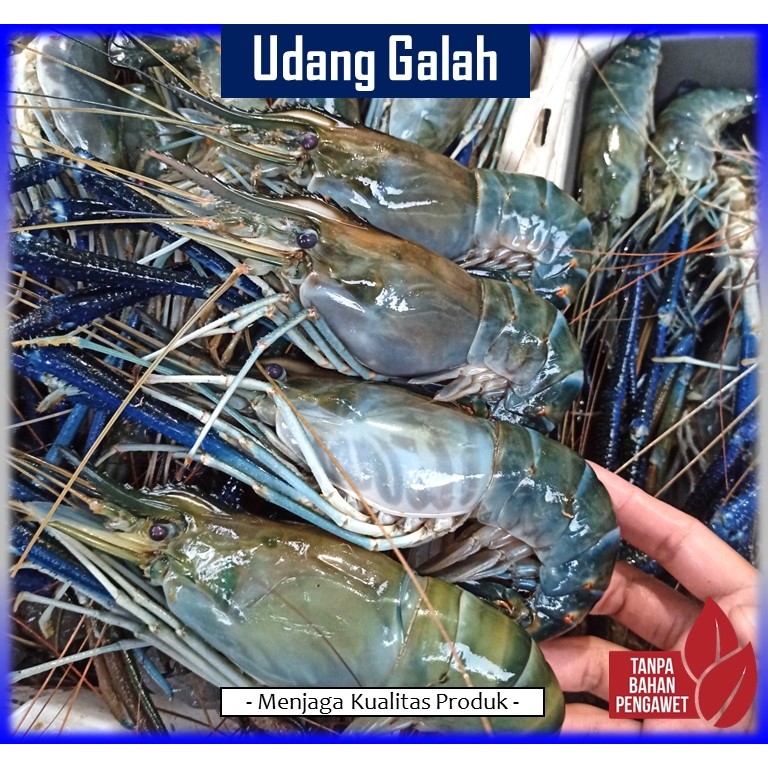 

Udang Galah Fresh | Ukuran 3 - 25 Ekor/Kg