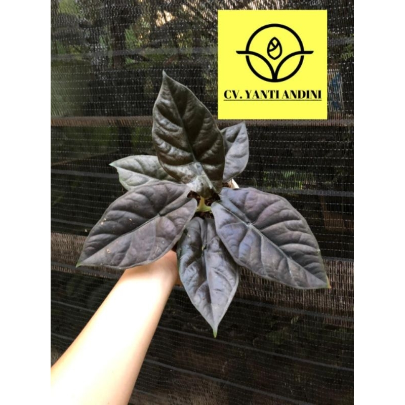 Alocasia Infernalis Black Indo Remaja