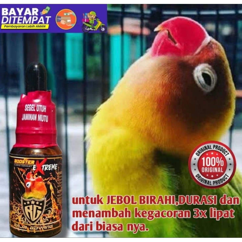 RG BOOSTER EXTREME LB Vitamin Penggacor Lovebird Ngekek Konslet Durasi Bongkar Materi