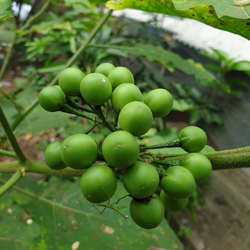 

Takokak organik Fresh baru petik / tekokak segar